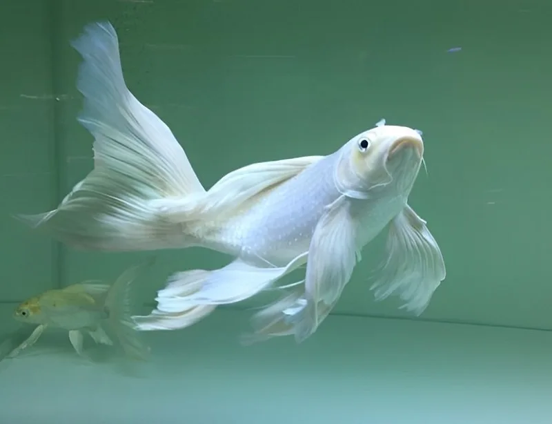 nam mo thay ca trang