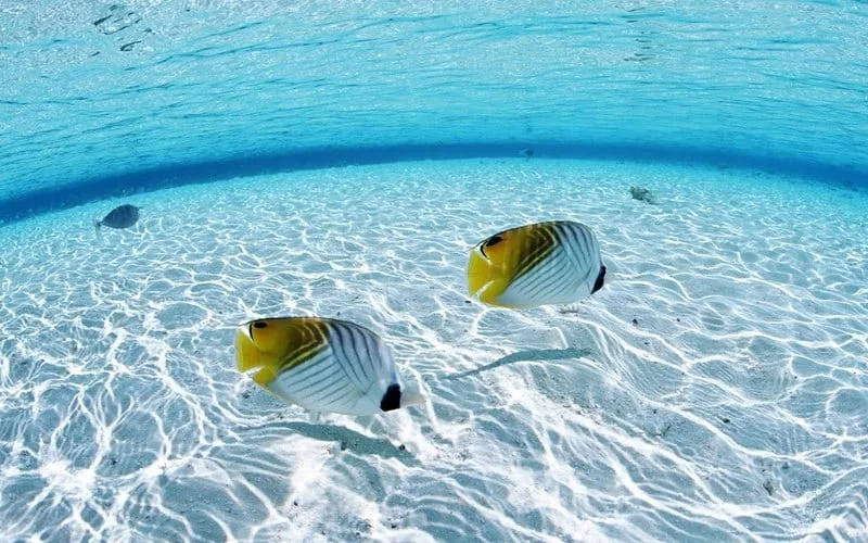 nam mo thay ca trang