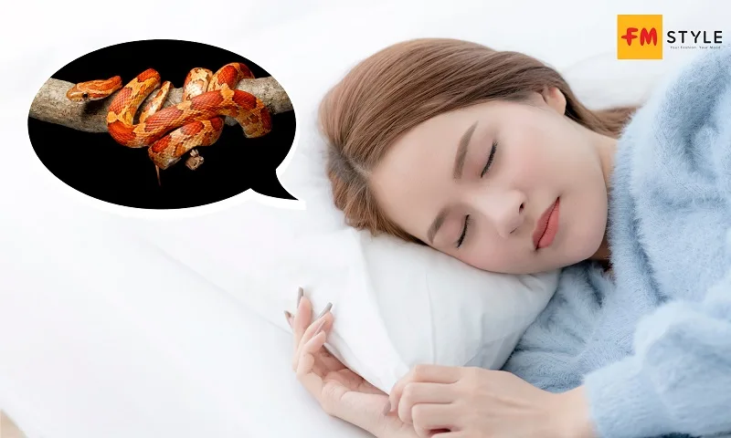 Nằm mơ thấy nhiều rắn có ý nghĩa gì?